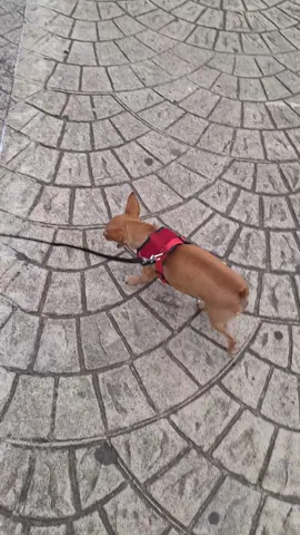 Paseo matutino perruno. #tiktok #funny #music #musica #tiktok #perros #chihuahua #paseo 