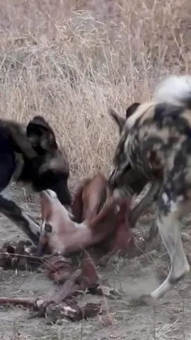 Wild dogs in action #wildlifemagictv #wildlifemagic #wildlife #wild #life #nature #animals #animalsworld #wildlifelovers 