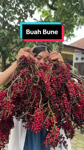 Petik Macam-macam buah segar #fyp #foryou #petikbuah #panenbuah #buahbuahan 