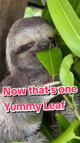Having a good Saturday?? Enjoy some good Sloth ASMR to sooth your hungry soul.  #asmr #foodasmr #sloth #animalsoftiktok 