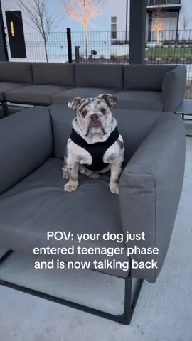 unrecognizable tbh 🤦🏻‍♀️ #fyp #englishbulldog #merleenglishbulldog #foryou #teenagerdog #dogmomlife 