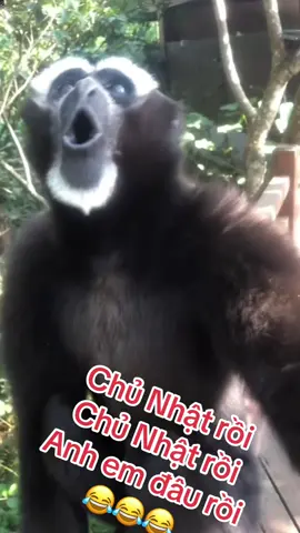 Chủ Nhật rồi anh em ơiiiiiii 😂😂😂