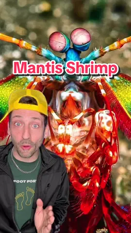 The Mantis Shrimp is a super hero 👀 #mantisshrimp 
