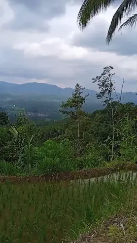 sampurasun, wilujg enjing mugia urang sadaya aya dina kesehatan salamina🤲🤗🙏#assalamualaikum🤗🙏🙏 #lagusunda #jaipongan #urangsunda #jawabarat #fypシ゚ #fypシ゚ 