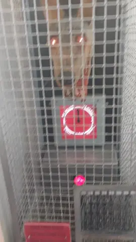 testing your nerve at The Under The Pier Show #underthepiershow #timhunkin  #weird #arcade #fun #funny #quirky #southwold #fyp 