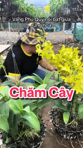 Mê cái màu hoa này #Tỷ_Phú_Lan_Rừng #hoa_lan #hoa_lan_rừng #chăm_sóc_vườn #tỷ_phú_lan_rừng #vườn_lan #phong_lan #vàng_phú_quý #vườn_xinh_nhà_đẹp #lan_denro #denro #lan #Hoa_Lan 