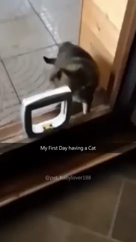 🤣🤣Funny cats #cat #cats #cutecat #catlover #catsoftiktok #fyp #foryou #foryoupage #funny #fypシ #funnycat #funnyvideos #funnytiktok #funnyanimals #kitty 