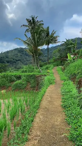 Nu di pilarian MAWAR BODAS,, nu ka pendak MAWAR BERDURI.. ☺️ #CapCut #pesawahan #pedesaansunda #lembursunda #sawahvibes #lagusunda #storysunda #janganlupabersyukur #janganlupabahagia #fyp #tiktokviralid 