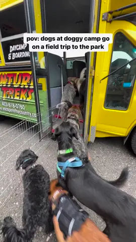 Whose dog wants to join? #escapetothecountrydogandcatkennels #doggydaycare #pupbus #dogbus 