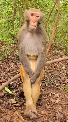 #lonely #monkey 
