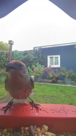 #PremiereRush #gorriones #bird #finches #pajaros #aves 