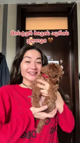 მისტერ ბიგის აცრის ვლოგი 🤎 #Vlog #toypoodle #puppy #dogsoftiktok 