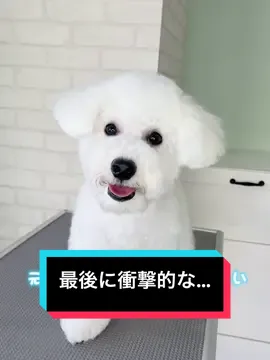 【ビションのテディベアスタイルってどんな感じなの⁉️】ビションフリーゼのカットスタイルと言ったら、丸く！耳ぴょこ！と言うスタイルが多いかと思いますが、今回は違います‼️仔犬ちゃんが初めてのトリミングで、ドキドキワクワク💓もしゃもしゃ状態から、可愛くなっちゃうよ🎶元々のお耳の付位置が高めだから、上がってる時と下がっている時の印象がだいぶ違いますね✨最後まで見てくれたかな？実はこの子には……🐶(動画を見てね)#ビションフリーゼ子犬 #ビションフリーゼ #びしょんふりーぜ #ビション #びしょん #子犬 #仔犬 #子犬のいる生活 #こいぬ #浜松市トリミングサロン #かわいい犬 #浜松トリミングサロン #静岡県 #わんこカット #トリミングサロン #ビフォーアフター #ビフォーアフターがすごい #トリマー #トリマー #犬の動画🐕 #いっぬとっく #イッヌトッカー 