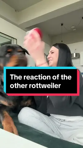 The reaction of the other Rottweiler 😂 #rottweiler #rottweilerlife #dogsoftiktok #tiktokmademebuyit #massager #funnydog ##