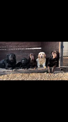 Айка, Милльон , Хоуп , Тесла , Бинди 🤫 #собака #питомниклабрадоровлексфати #лабрадоры #лабрадорыбеларуси #labrador #labradorslexfati #лабрадориялучшиедрузья #labrador #купитьщенкалабрадора #лабрадор #labradorpuppiesforsale #шоколадныйлабрадор #labradorchocolate #палевыйлабрадор #черныйлабрадор 