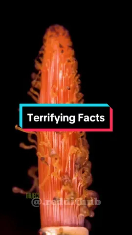 Terrifying Facts #facts #randomfacts #factsyoudidntknow #LearnOnTikTok #curiosity #terrifyingfacts 