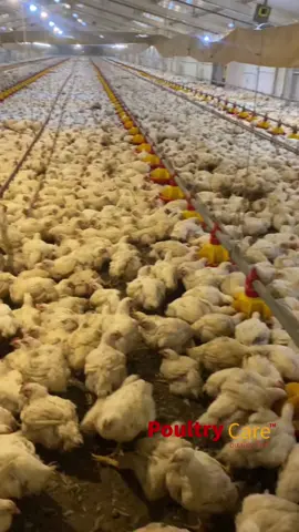 What should you invest in? We recommend commercial poultry farming. It’s an evergreen investment option regardless of your country. Poultry Care is renowned for constructing standard poultry houses according to the client’s budget and preferences. We look forward to working on your project soon. #investment #investors #investing #investment #nigeria #africa #agribusiness 