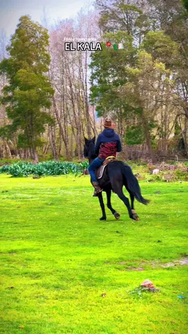 Tonga 📍🇩🇿 طونقة الساحرة  . . #algerie #eltarf #الطارف #الطارف_القالة_عنابة_سكيكدة_ڨالمة_قسنطينة #القالة #عنابة #الجزائر #الجزائر🇩🇿 #الجزائر🇩🇿 #طبيعة #horse #ridinghorse #حصان 