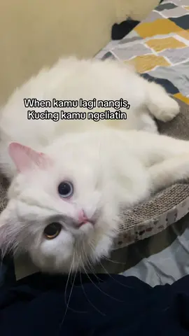 🐱 : ni orang nangis kenapa lagi nih #kucing #fyp #kucinglucu 
