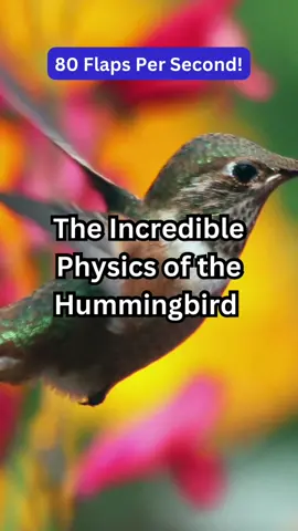 The Incredible Physics of the Hummingbird. #hummingbird #birds #amazingfacts #nature 
