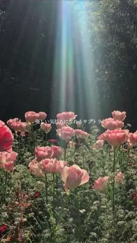 優しい気持ちになれるサントラ🎧🌼 ♪ いちばんすきな花/得田真裕 #soundtrack #プレイリスト #曲紹介 #おすすめ曲 #オシャレな曲 #エモい曲 #サウンドトラック #サントラ #作業用bgm #勉強用bgm #音楽のある暮らし #いちばんすきな花 #得田真裕 