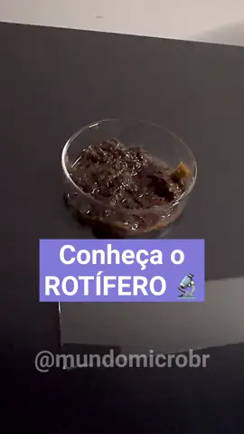 Conheça o ROTÍFERO 🔬 . Não esqueça de curtir e seguir o canal. . #rotifero #mundomicro #microscopio #microbiologia #biologia 