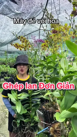 Máy đẻ vòi hoa 🥰#hoa_lan #Tỷ_Phú_Lan_Rừng #chăm_sóc_vườn #hoa_lan_rừng #tỷ_phú_lan_rừng #vườn_lan #phong_lan #vàng_phú_quý #vườn_xinh_nhà_đẹp #lan_denro #denro #Hoa_Lan 