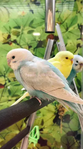 i love petsmart 🥺🫶