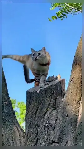 смех и радость мы приносим людям! ... #pets #коты #gatos #funnyvideos 