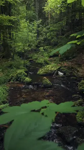 The enchanted blackforest 🍃🫶… | 📍Schweinbachtal / Calw / Germany 🇩🇪  | 📷 more nature vibes @giuliogroebert  | 🚐 exploring the world w/ @elena_wuest  | #countryside #schwarzwald #weroamgermany #blackforest #germany #seasonpoetry #fairytaleforest #forestbathing #forestlovers #schwarzwaldliebe #badenwürttemberg #naturliebe #cinematic #fantasy #fantasyaesthetic #dreamy #enchantedforest #forest #intothewoods #calw #deutschlandistschön #deutschland🇩🇪 