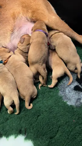 Busy at the milk bar #puppies #labradorretriever #chocolatelab #foxredlab #yellowlab #blacklabsquad #training #teampureflax #gundogtrainer  #slingleygundogs #pickingupteam  #instavideo