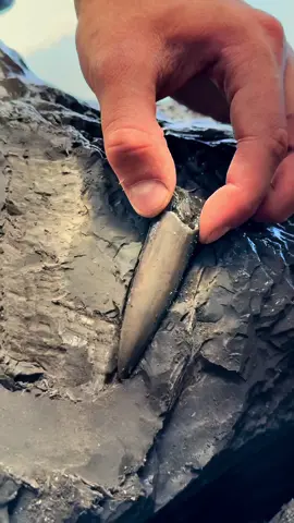 Exposing a perfect Ammonire fossil as well as a beautiful Jurassic Belemnite (Squid-like creature) which was in a large loose shale slab🦑🦑 This is the ‘Belemnite Guard’, which was the tough inner part of the belemnite 🏝 The soft tissue rarely preserved properly, however many great examples have been found in other parts of the world 🌎 For more videos, check out my YouTube channel ‘Yorkshire.Fossils’! If anyone would a rock containing a fossil to crack open yourself at home, or an already prepared specimen, please message the page directly or visit our website Yorkshirefossils.NET. Thank you in advance for supporting our page! 🐊 #natural #nature #fossil #fossils #ancient #animals #art #ammonite #ammonites #dinosaur #scientist  #minerals #paleontology #whitby #geologist #dorset #geology #charmouth #jurassic #yorkshire