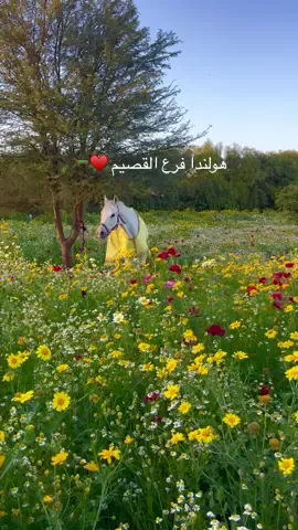هولندا فرع القصيم 🌷🐎 #ابوسامي #القصيم #محمية_ابوسامي #عنيزة #رياض_الخبراء # اكسبلور #اكسبلورexplore #اكسبلوررررر #محمية_الناصريه #الناصريه #الناصرية #CapCut #البدايع #خيل #ورد @محمية ابو سامي الطبيعية 