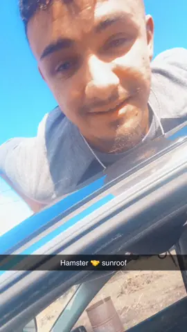 #HamsterSunroof Hamster 🤝 Sunroof 