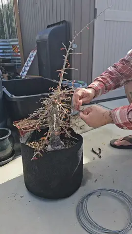 Hubby's backyard bonsai  #bonsai #fyp #fypシ #garden #gardening #MomsofTikTok 