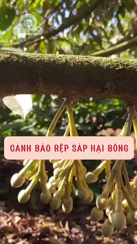 Cảnh báo rệp sáp hại bông #donghanhcungcon #durrian #thuocbvtv #durrian 