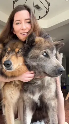 Your dog deserves the best😍 📸@Wander With Willow  #oneisall #sheddingseason #grooming #wolfdog #oneisalldoggroomingkit #shepherd 