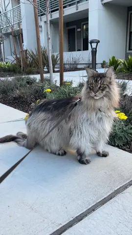 Wharton’s walking vlog. #mainecooncat #mainecoonsoftiktok #mainecoonkitten #silvermainecoon #cutecat #mainecoonlovers 