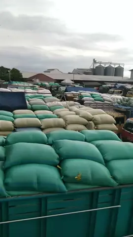 Beras larang#pabrike di krimi gabah gk di #bongkar bongkar