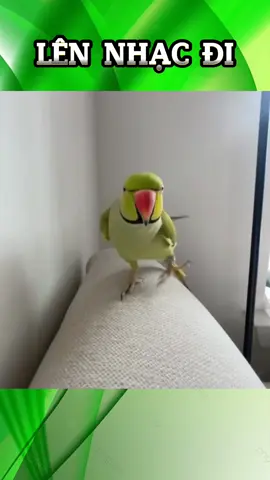 Lên Nhạc Đê #funnyvideos #funny #bird 