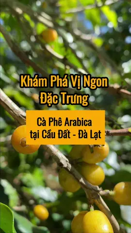 Hương vị Cafe Arabica tại Cầu Đất Đà Lạt sẽ trông như thế nào? #arabica #caphenguyenchat #caphevietnam #viccoffe #caudatdalat 