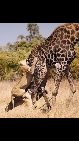 #wildlife #animals #predator #lions #lioness #hunting #giraffe #fyp #tiktok 