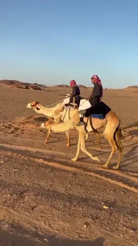 #اذكروالله_ماشاء_الله #ركبات_هجن #هجن_الحويطات #هجن_بني_عطية 