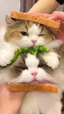 - 🤭🤭🤭#pet #cat #cutecatvideos #lovecats #kittens #kittensoftiktok #catsoftiktok #fyp #foryou 