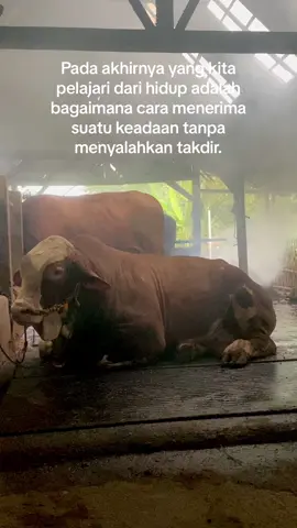 Opo onone ji😇.                                           #xyzbca #fypシ゚viral #jowopride #jowostory #fypp #peternakmuda #peternaksapiindonesia #peternaksapiindonesia🇲🇨 #masukberanda #quotes #viralvideo #fypage #sapiviral #sholawat 