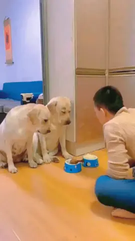 #funnyvideos #funnyanimals #dogsoftiktok #lovedog #fyp #foryou 