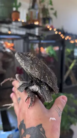 Hiy #expoterrariarepost de @bubbasgeckos ・・・ it’s complicated 🤷🏽‍♂️  #frilleddragon #lizards #indonesianfrilleddragon #pet #dragon #lovehaterelationship #dinosaur #exoticreptiles #repost This boy has grown up with us over the last few years in a naturalistic @visioncagesracks enclosure 😍