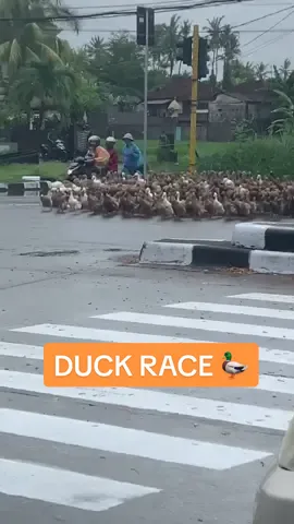 A flock of ducks have been so well trained they waited for the green signal to cross the road #ducks #bali #animals #birds #animalsoftiktok 