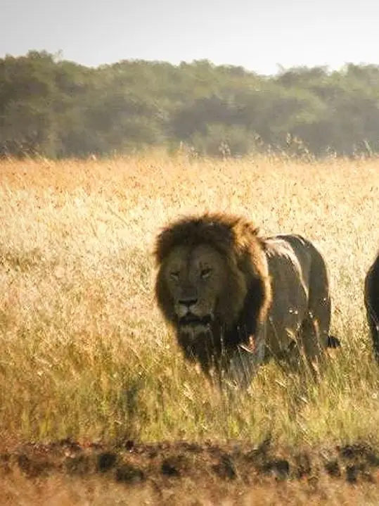 The Gang is what I Trust - #fyp #lion #notchcoalition #kingnotch #serengeti #masaimara #africanlion 