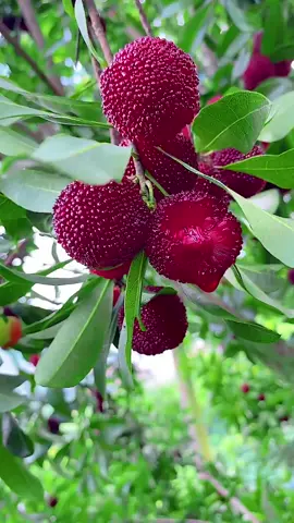 #杨梅 #水果 #foryou #fruit #营养健康 #柬埔寨生活តើខ្ញុំអាចធ្វើជាមិត្តនឹងអ្នកបានទេ ##柬埔寨 